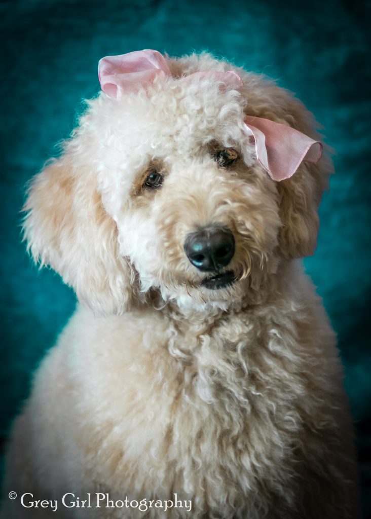 Family Pet dog portrait in Reading, PA